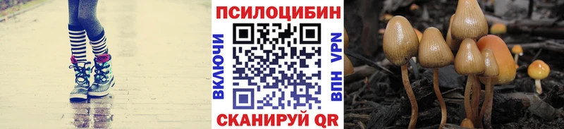 Псилоцибиновые грибы Psilocybe  Черкесск 